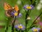 Great Spangled Fritillary Butterfly and Skipper Sipping, and Sharing, Nectar from Purple Flower on Bear Creek Trail, Telluride,