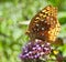 Great spangled fritillary butterfly Speyeria cybele sipping nectar through proboscis on verbena bonariensis