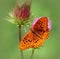 Great Spangled Fritillary Butterfly on a Thistle Flower