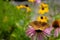 Great spangled fritillary Speyeria cybele butterfly atop a purple coneflower