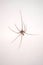 Great spider on a white background