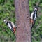 Great Spoted Woodpecker Pair  Dendrocopus Major