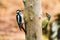 Great Spotted and gray-headed Woodpeckers in a spring forest