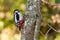 Great Spotted Woodpecker