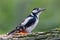 Great Spotted Woodpecker