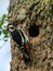 Great Spotted Woodpecker