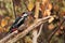 Great Spotted woodpecker