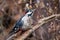 Great Spotted Woodpecker