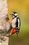 Great Spotted Woodpecker