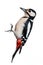 Great Spotted Woodpecker