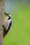 Great spotted woodpecker