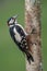 Great spotted woodpecker