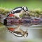 Great spotted woodpecker on a bark in a pond