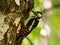 Great spotted woodpecker on a birch tree in green scenery