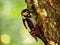 Great spotted woodpecker on a birch tree in green scenery