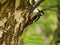 Great spotted woodpecker on a birch tree in green scenery