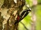 Great spotted woodpecker on a birch tree in green scenery