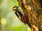 Great spotted woodpecker on a birch tree in green scenery