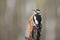 Great Spotted Woodpecker, Bubo scandiacus