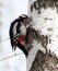 Great spotted woodpecker (Dendrocopos major).