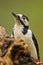 Great Spotted Woodpecker (Dendrocopos major)