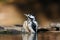 The great spotted woodpecker Dendrocopos major is bathing and drinking in small forest pond with reflection in water and with