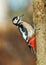 Great Spotted Woodpecker - Dendrocopos major climbing a tree.