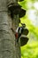 Great spotted woodpecker, Dendrocopos major, climbs to nesting hole in old beech trunk. Woodpecker holds insect and larvae in beak