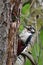 Great spotted woodpecker (Dendrocopos major) feeding young