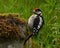 Great Spotted Woodpecker Dendrocopos major nestling, which has just left the nest