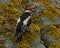 Great Spotted Woodpecker Dendrocopos major nestling, which has just left the nest