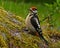 Great Spotted Woodpecker Dendrocopos major nestling, which has just left the nest
