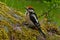 Great Spotted Woodpecker Dendrocopos major nestling, which has just left the nest