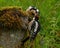 Great Spotted Woodpecker Dendrocopos major nestling, which has just left the nest