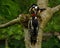 Great Spotted Woodpecker Dendrocopos major nestling, which has just left the nest