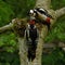 Great Spotted Woodpecker Dendrocopos major nestling, which has just left the nest