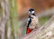 Great Spotted Woodpecker - Dendrocopos major perched on a log.