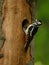 Great spotted woodpecker, Dendrocopos major, perched in nesting hole in old rotten beech trunk. Male of woodpecker feeds chicks