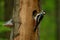 Great spotted woodpecker, Dendrocopos major, perched in nesting hole in old rotten beech trunk. Male of woodpecker feeds chicks