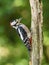 The Great Spotted Woodpecker, Dendrocopos major is sitting on the branch of tree