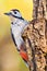 Great Spotted Woodpecker, Dendrocopos major, Spanish Forest
