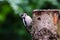 Great spotted woodpecker Dendrocopos major young bird digs tree profile portrait. Woodpecker with trees forest out of focus