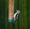 Great Spotted Woodpecker on feeder