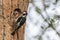 Great spotted woodpecker feeding its young in the nest