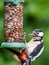 Great spotted woodpecker feeding at a peanut feeder.