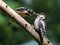 Great Spotted Woodpecker feeds chick