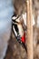 Great spotted woodpecker in the garden