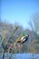 Great spotted woodpecker hangs on a bush and picks food from a tit dumpling in winter