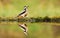 Great spotted woodpecker and his reflection by a pond