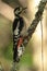 Great spotted woodpecker on a lichen covered branch.